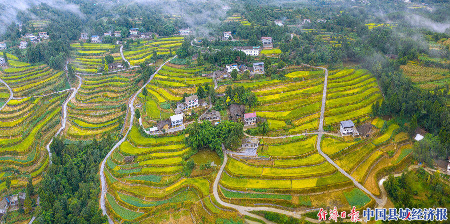 四川旺苍1365万亩水稻迎丰收