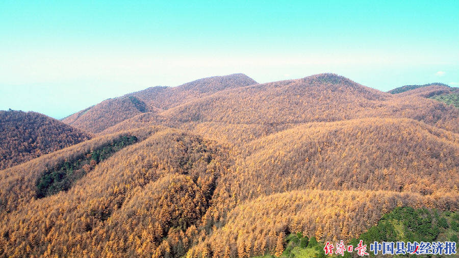 重庆巫山万亩松林换秋装