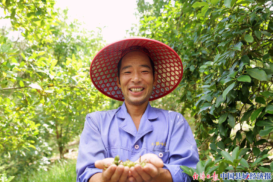 八角丰收.陈荣廷摄