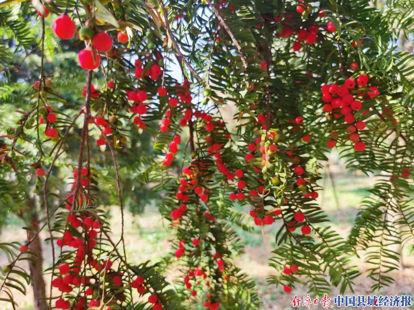 浙江慈溪:紅豆杉果紅啦|中國縣域經濟報