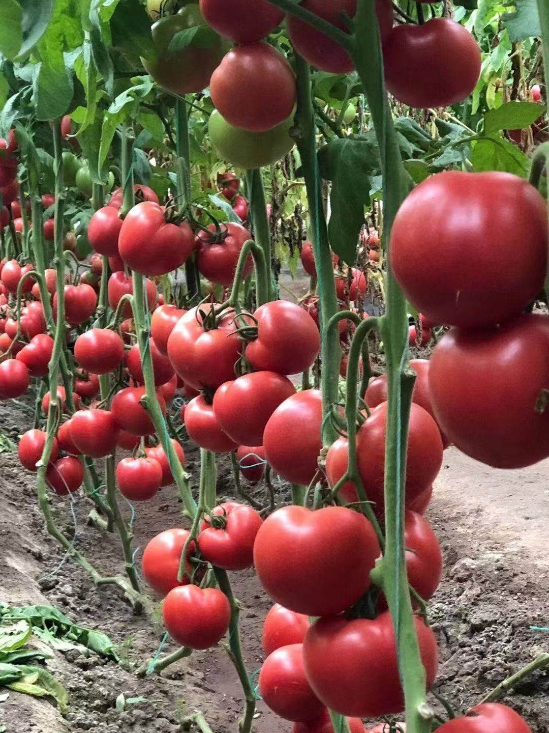 西红柿怎么种植和管理 - 花百科