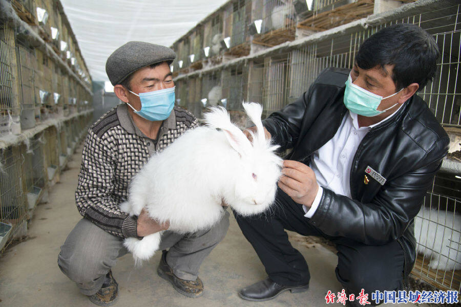 新疆洛浦县长毛兔养殖带动村民持续增收
