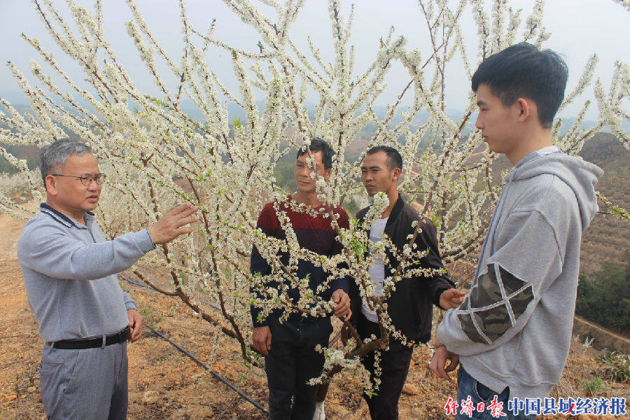 在該縣東榮鎮昨雅村,農技人員給果農講解銀妃李保花保果技術.