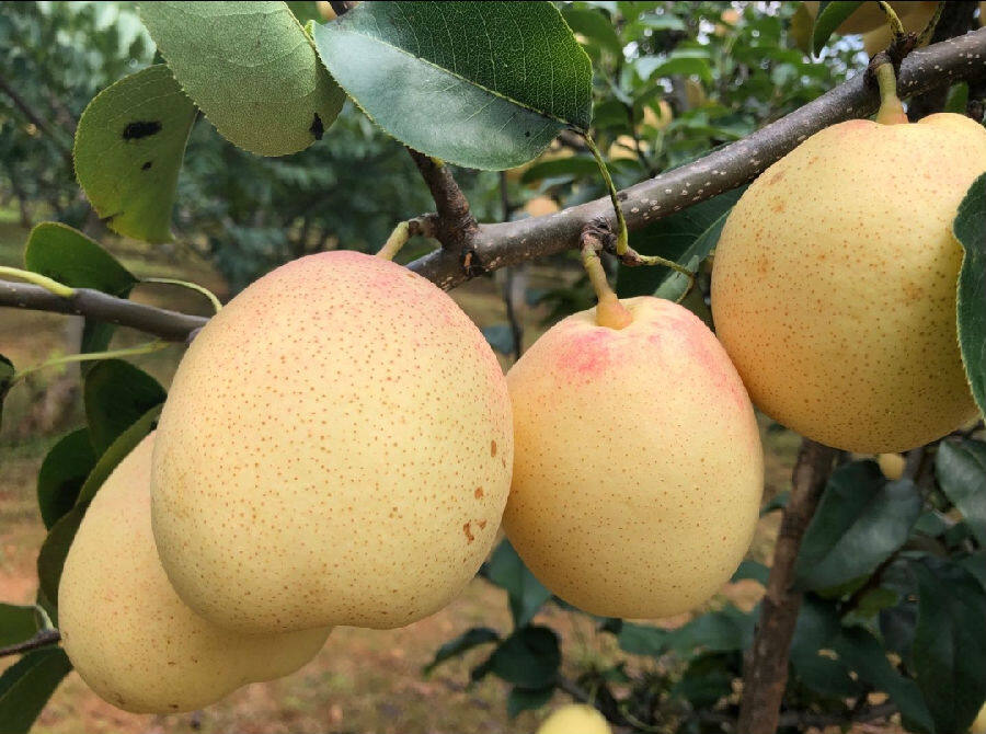 以大赶考实际行动实现县街发展新目标|中国县域经济报