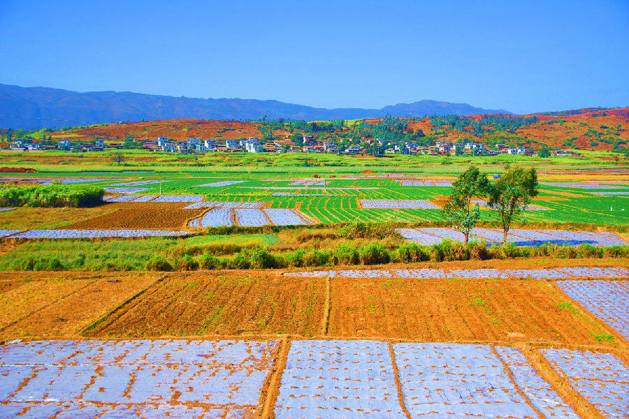 云南弥勒:人勤春来早 大地织锦绣|中国县域经济报