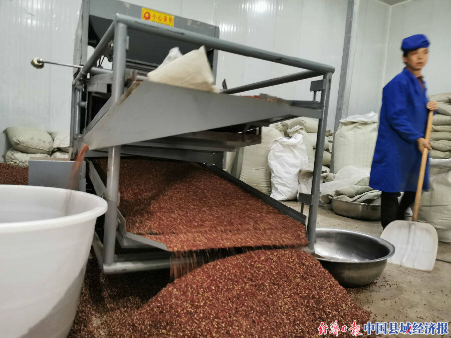 武都区东赢农副产品有限公司花椒加工车间 记者 牛新建 摄