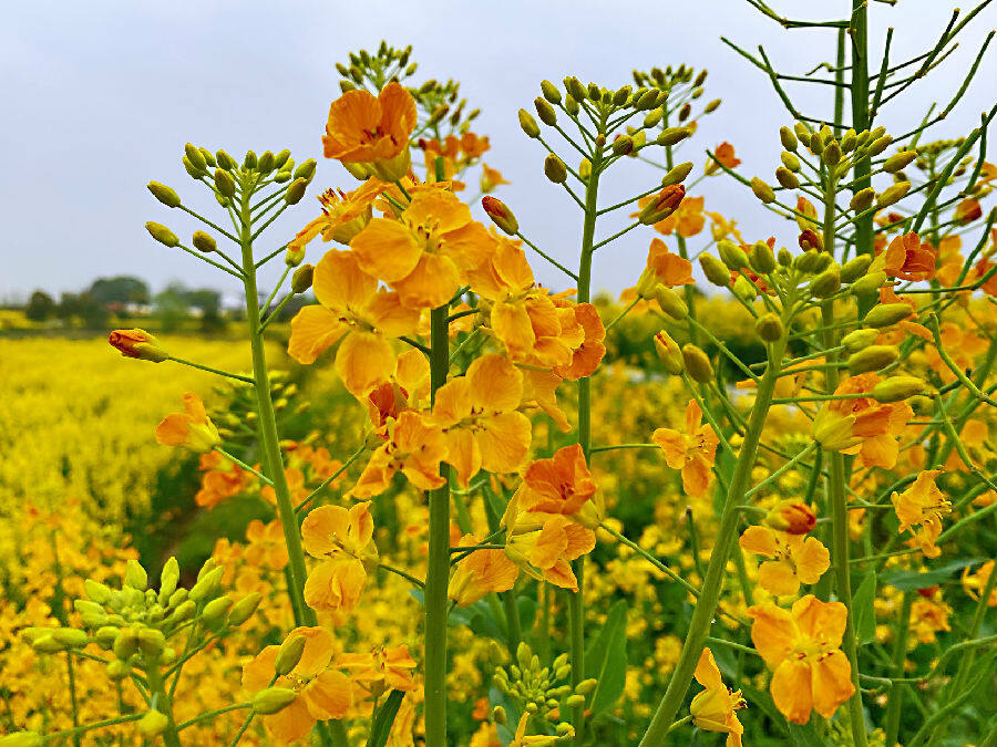 荆门油菜花2021图片