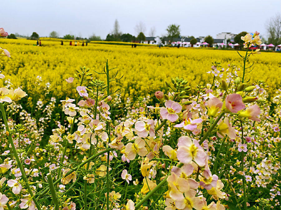 荆门张池村油菜花图片