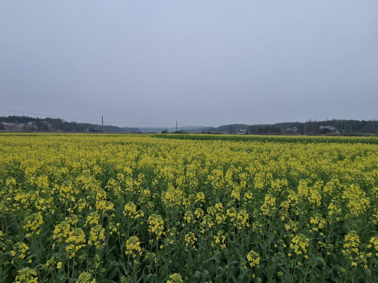 安徽泾县昌桥乡巩固脱贫攻坚成果有效衔接乡村振兴