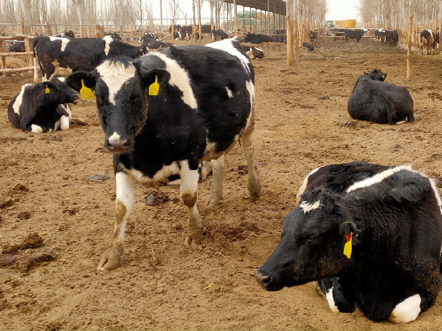3月19日,万瑞和牧业引进的荷斯坦奶牛(邹焰忠)