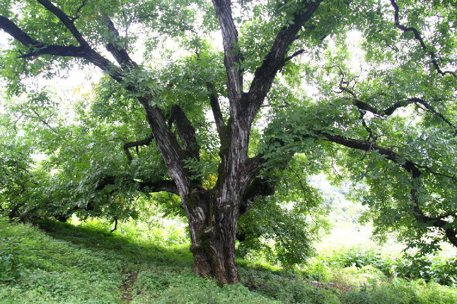 核桃古树