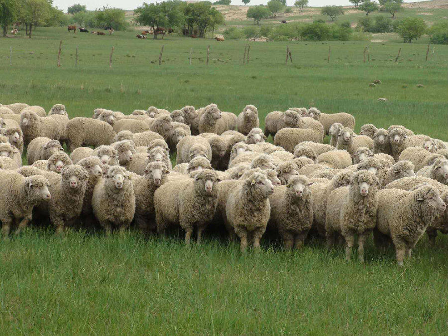 放牧中的昭乌达肉羊.摄影:周世民.