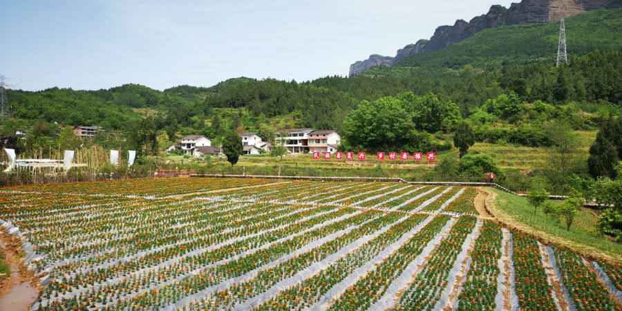 剑阁华侨城双旗美村图片