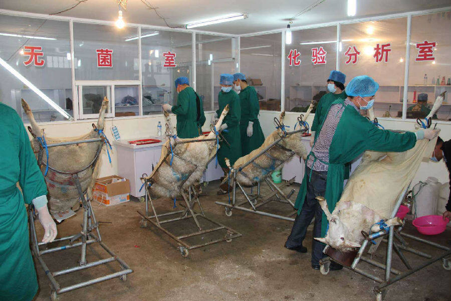 草原金峰公司羊胚胎移植现场.来源:草原金峰公司.