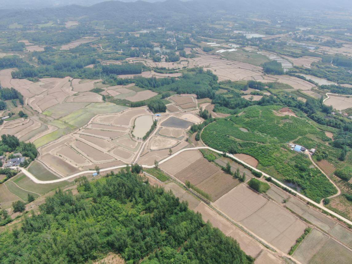 安徽肥西县铭传乡: 稻鳖共养走出致富"新路"|中国县域经济报