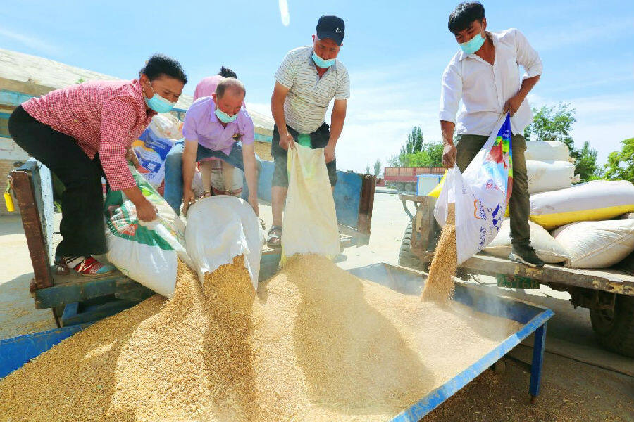 新疆库车市全面启动夏粮收购工作|中国县域经济报