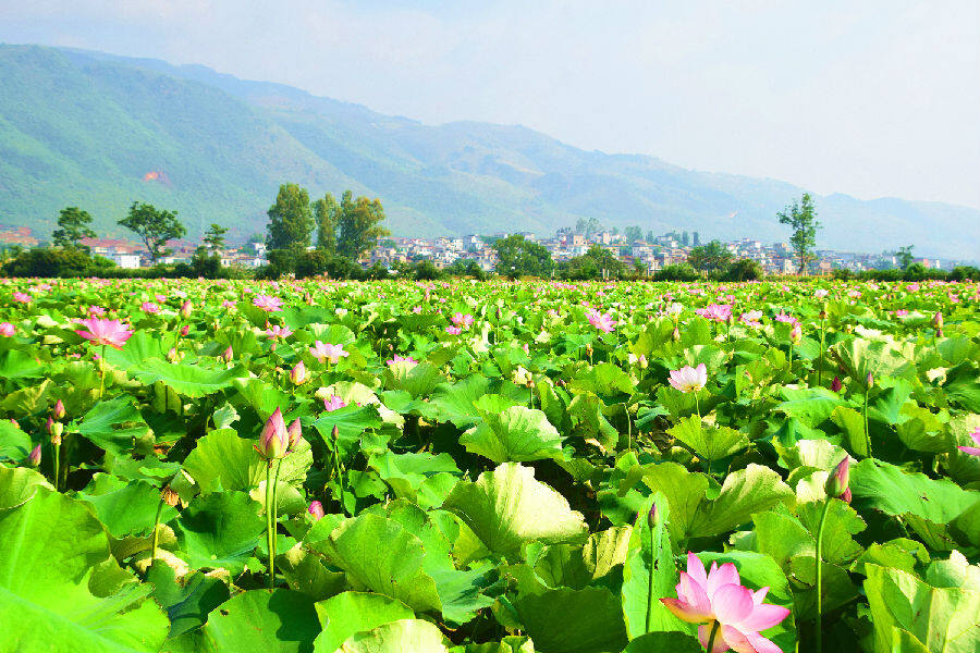 云南弥勒:万亩荷花开 游客因"荷"来
