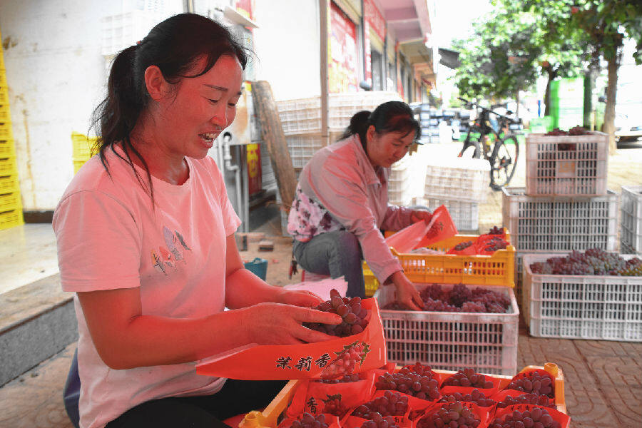 图为东风农场本地居民李艳在为收购商包装葡萄(赵树龙 摄)