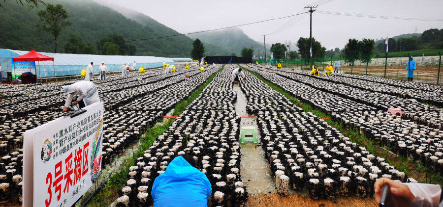 山西中阳培植木耳产业前景可期 |中国县域经济报