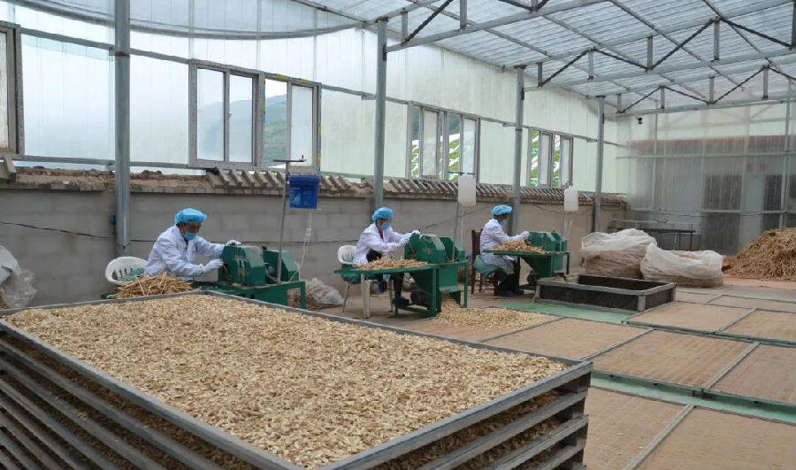 甘肃宕昌深耕细作强特色牵住发展牛鼻子