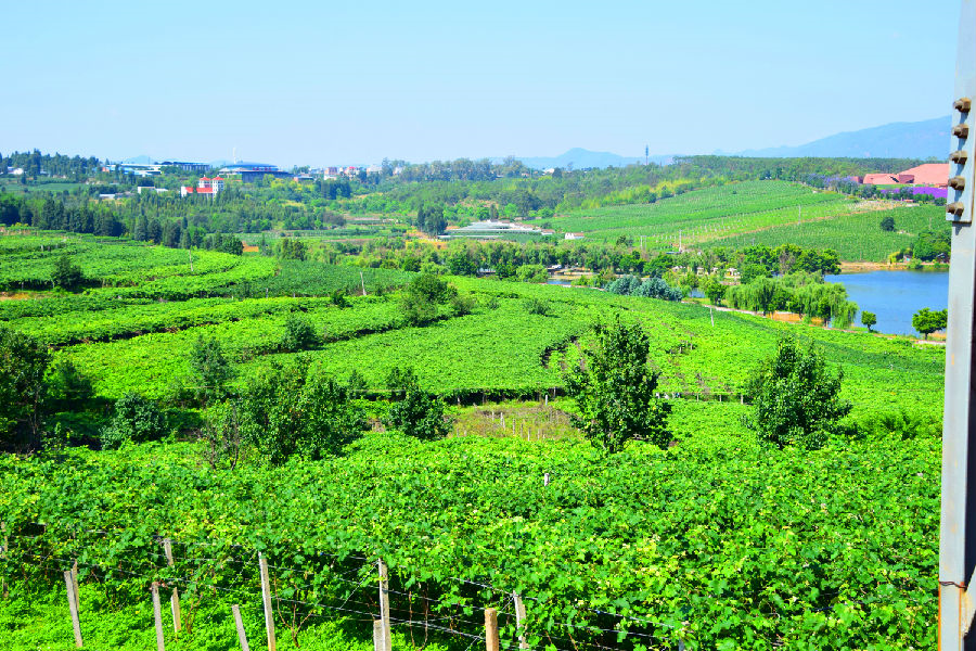 云南弥勒:小葡萄串联起千家万户就业增收大产业_县域经济网