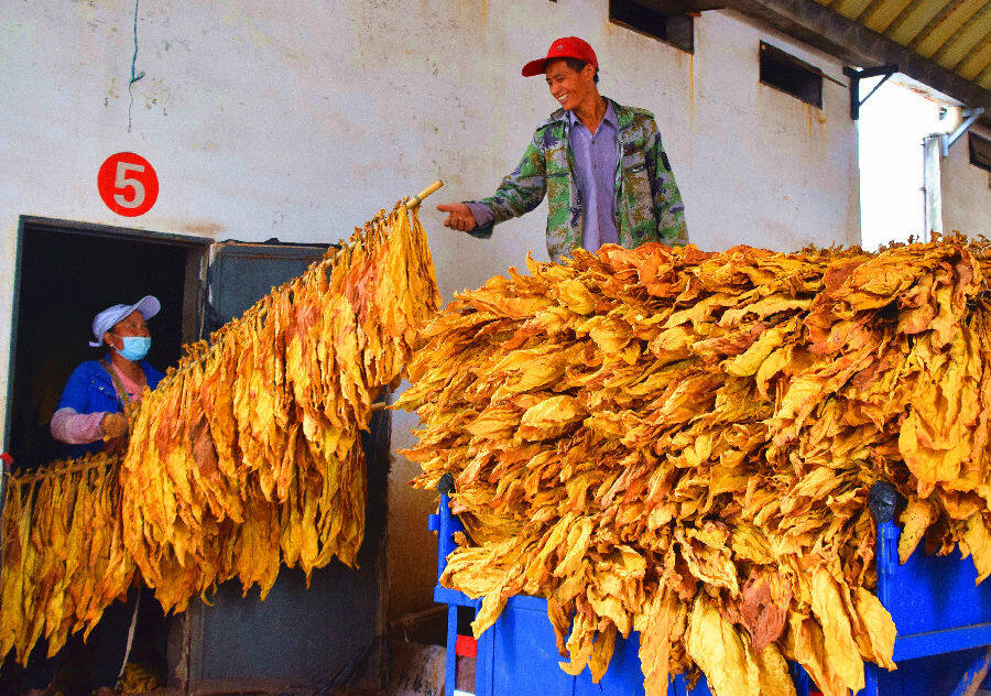云南弥勒按下15.74万亩烟叶采摘"烘烤键"