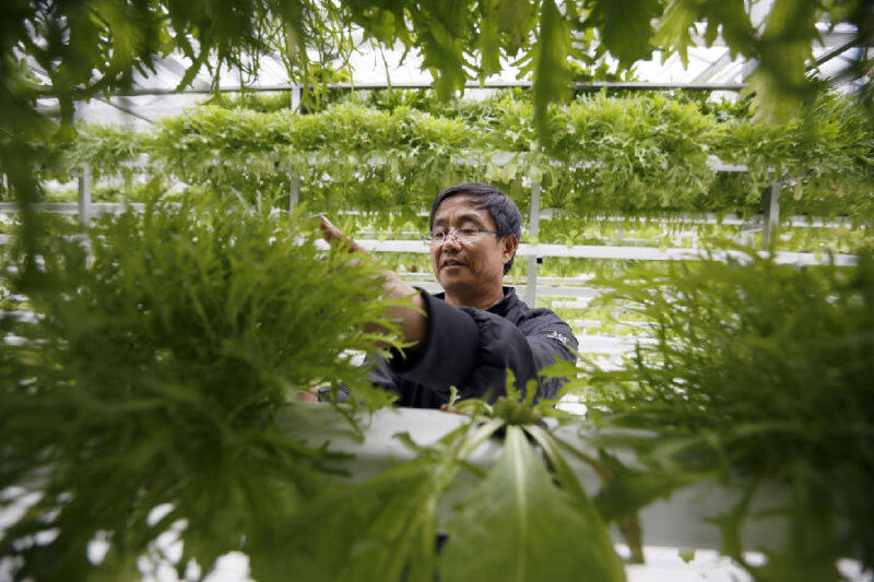 青陇产业园农技师赵小平正在工作中 (黄骊珠 摄)