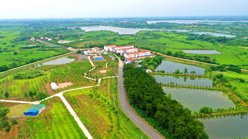 盛夏时节,走进湖北省应城市杨岭镇新四村,只见田园,青山与村庄交相