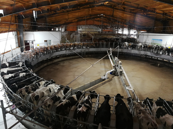 图为西部天山乳业公司快速高效的机械化集中挤奶现场  (刘鹏 摄)