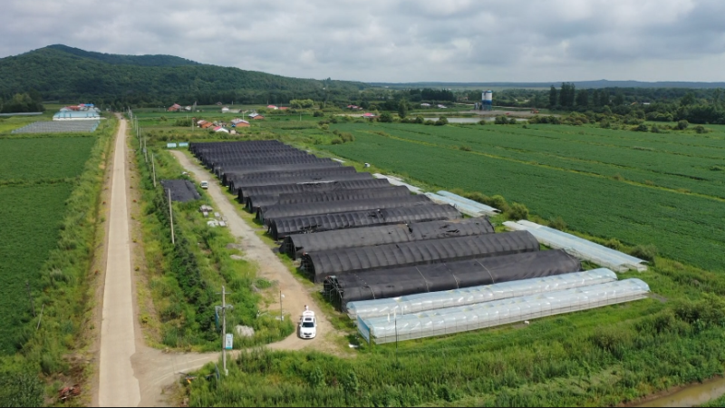 黑龙江虎林市:木耳迎来采摘季 助力乡村振兴忙|中国县域经济报