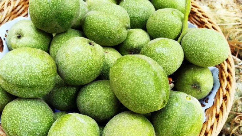 图为青皮核桃(古海尔·艾山 摄)