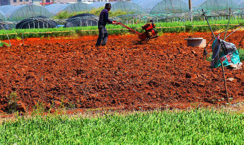 图为新哨镇路体社区大窝旧小组的种植户正在翻犁韭黄地&nbsp;&nbsp