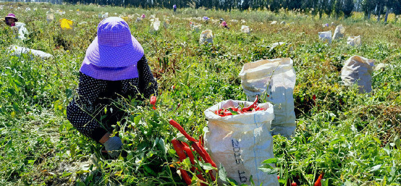新疆和硕:色素辣椒点亮村民红火日子|中国县域经济报