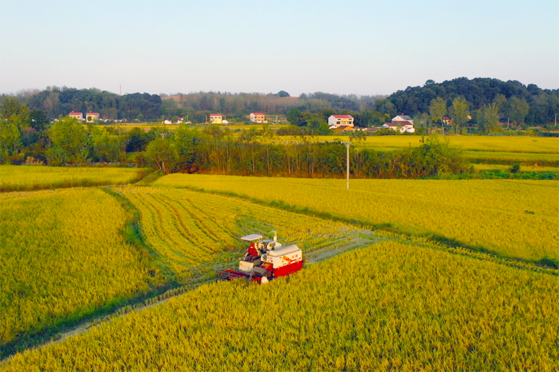 图为田园丰收景色(李勤 摄)