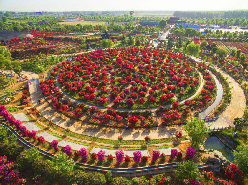 南阳月季博览园(陈辉 摄)