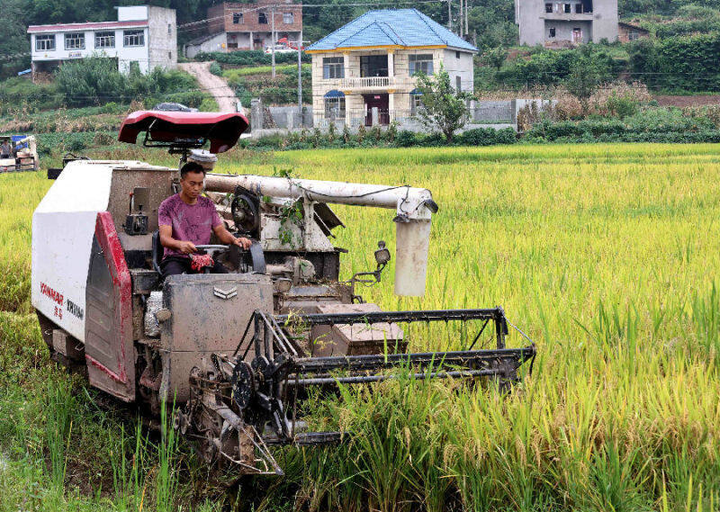 收割机奏响了丰收进曲(孙小红 摄)