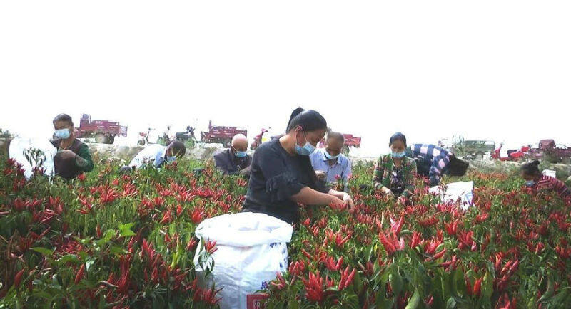 图为新和县渭干乡渭干买里村村民海日古丽·阿布杜扎克在朝天椒基地