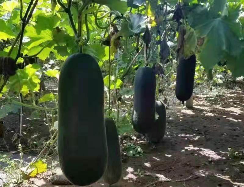 一个个硕大的冬瓜挂在竹架上(郭明月 摄)