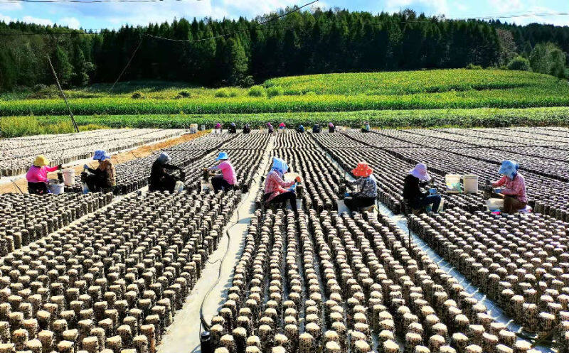 木耳助吉林省蛟河市黄松甸镇产业振兴