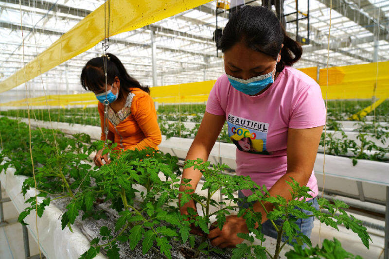 温宿农村富余劳动力在进行蔬菜花卉生产管理 （颜寿林 摄）