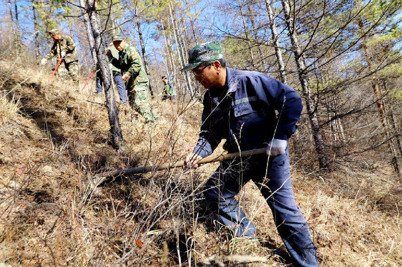 阿木尔林业局党员干部职工在绿林林场的适宜山坡种植黄芪 （王力 摄）