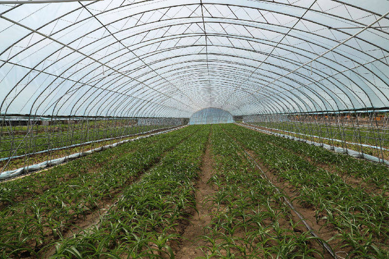 十四道沟镇安乐村珍珠草大棚，带有灌溉系统。（任成慧 摄）