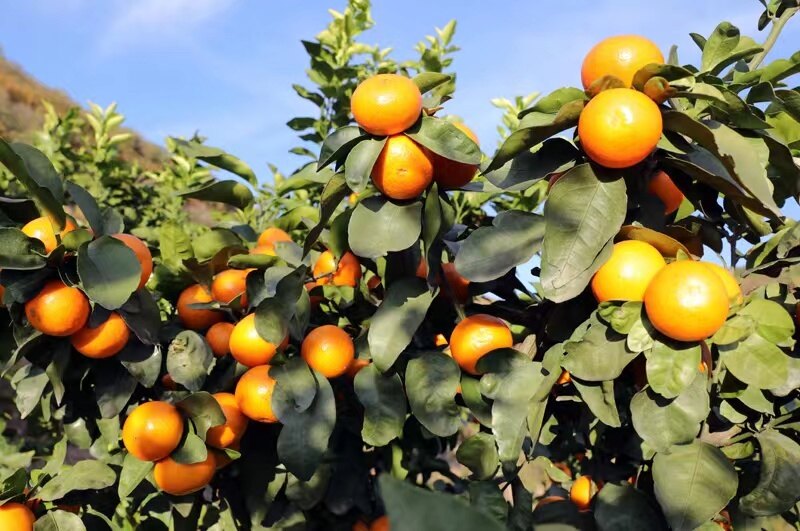 图为黄橙橙的柑橘挂满了枝头(李勤 摄)