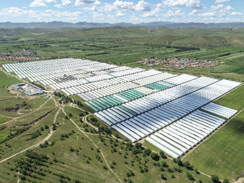 新林镇八一村食用菌产业园区(范雨东 摄)