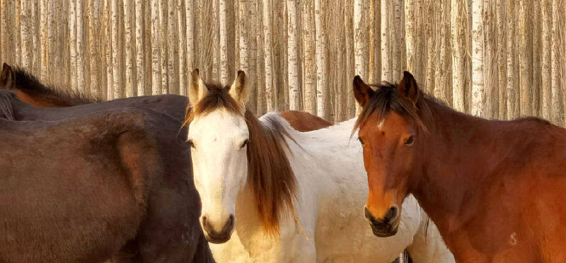新疆和硕县龙驹马产业策马扬鞭正当时