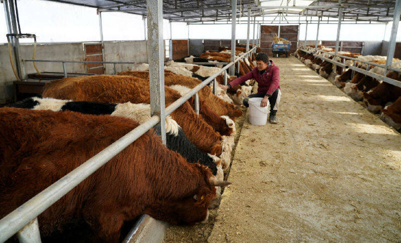 新疆温宿百万牲畜安全越冬