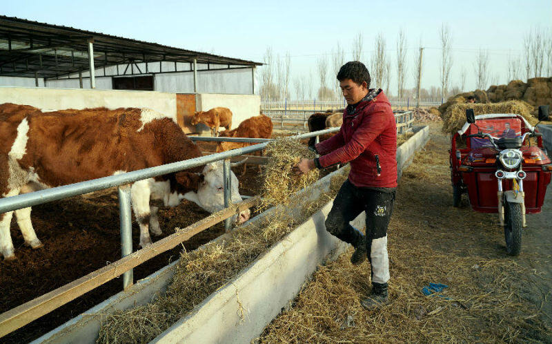 圖為農民在牲畜集中飼養區牛圈給黃牛喂飼草料(顏壽林 攝)