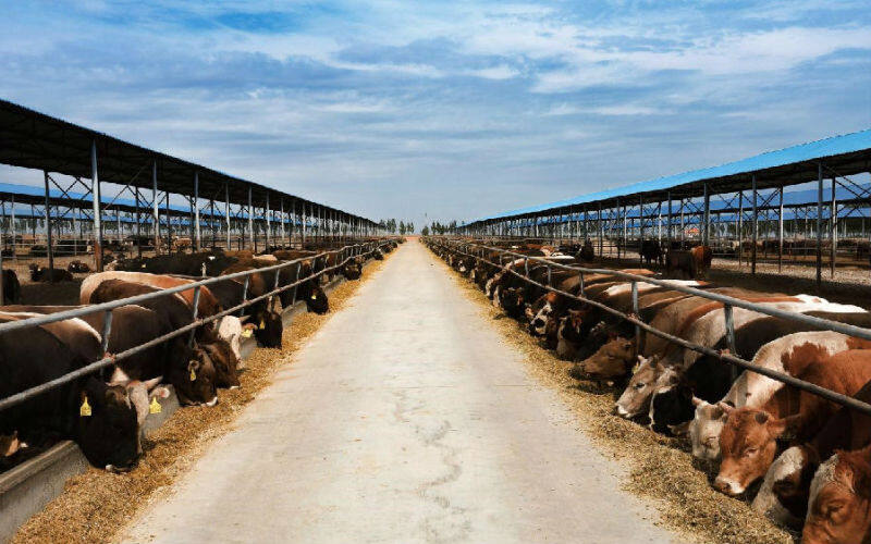 中国最大水牛养殖基地图片