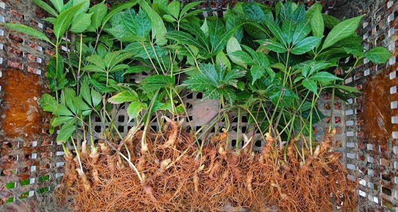 果实硕大的三七  (骆龙 摄)