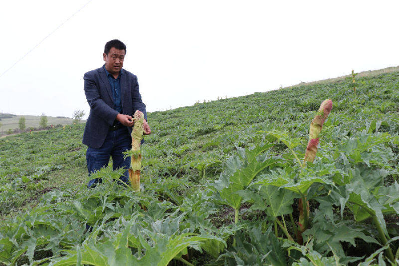 湟源香禾药材种植专业合作社占地2170亩的唐古特大黄种植基地(申维祖